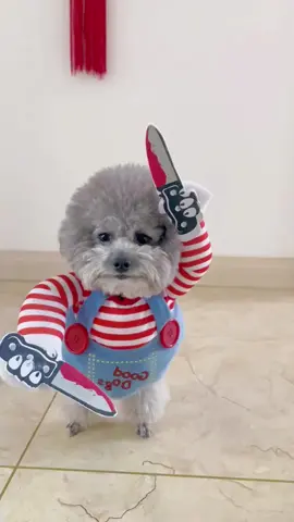Đứng lại đó cho ta, ba mẹ lên đồ cho bé đi chinh chiến thôi 🐶 #quanaothucung #quanaothucungvuinhon #quanaochomeo #cunyeu #dog #fyp #cute #thucung #poodle #bunquystoc 
