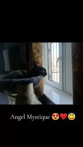 Some recent pictures of me by my mum 😍 that lady loves me...she works hard to make sure im looked after well and needs video calls when she goes on holiday 🙈 ❤️ Im more of a house cat but have been trained to walk with Mumma and come back inwith her 😘🤩 im clever, loving and of course spoilt... #fyp #fypviral #viral #catsoftiktok #catslovers #furbabies 