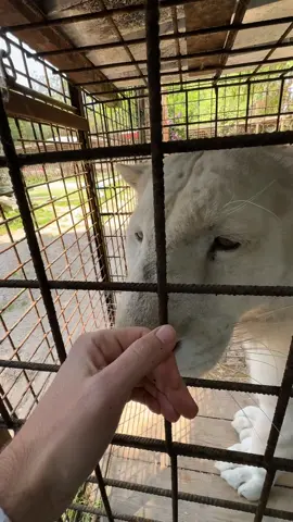Eros qui attend qu’on nettoie son enclos 🐯 #lion #tigre #whitetiger #normandie 