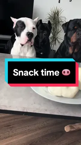 Snack time🐽 #dogs #dogsoftiktok #food #pignose #snack #rottweiler #dogoargentino #canecorso 
