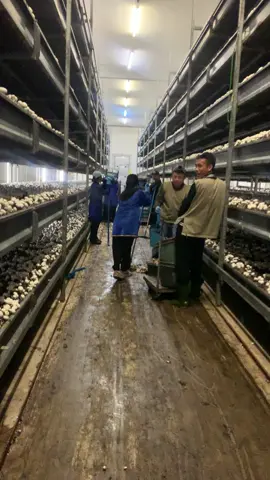 Tha hương nơi xứ người 🇭🇺🇭🇺 #nguoiviettaihungary #xaquehuong #xkldhungary 