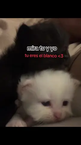 #parati #nomedejenenflop #fypシ゚viral #viral #jsjsjsjsjs #dedica #tamo 