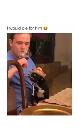 Cute & funny dogs 🤣🐶  . . . #dogs #dogsoftiktok #dog 