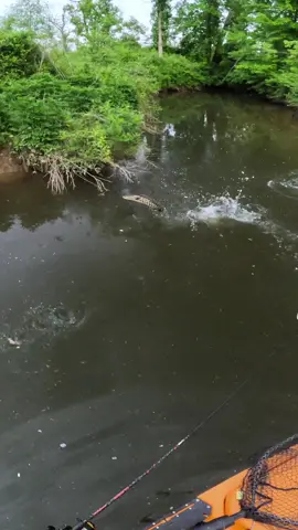 Gotta roll with the punches sometimes… I spotted a giant fish, a small one appears out of nowhere to steal the bait, and then it ends up spitting the hook anyway 🤣🥴 #snakehead #topwater #frogfishing #kayakfishing #fishing
