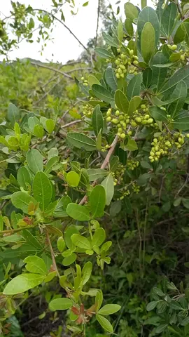 Rhus Natalensis herbal benefits. Siria/Thigio/inhlokoshiyane/ #africa #kenyatiktok #foryoupage❤️❤️  #herbs #homeremedy 