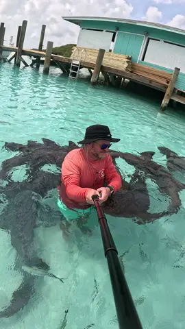 Compass Cay marina in the Exuma Cays. #nursesharks #sharks #exumacays #sailing #adventure #travel #sailing 