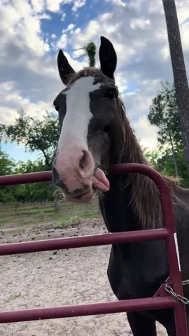Sweet Ed 😆🥰 #ed #edthehorse #tongue #funny #goodday #fyp #happy 