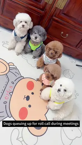 A group of cute little dogs bring endless joy and warmth to people#dog #fyp #foryou #pet #