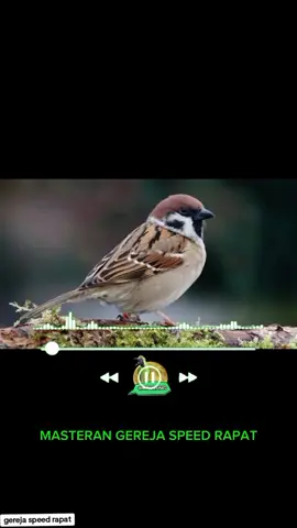 masteran gereja speed rapat, audio jernih #mburung #gereja #burunggereja #masteran #masteranburung #burungmasteran #masteranviral #burungmasteranmewah #hobiburung #kicaumania #kicaumanianusantara #kicaumaniaindonesia #viral #fyp #fypシ゚viral #fypage #pengikut #sorotan #semuaorang 