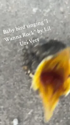 This bird’s got some vocals 🗣️‼️🔝 #SingingBird #FunnyBird #BirdSong #CuteAnimals #BabyBird #Hilarious #ViralVideo #BirdLipsync #AnimalComedy #CuteAndFunny #BirdsOfTikTok #MusicLoverBird #BirdiePerformance #BirdHumor #AnimalFun 