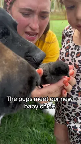 Miya was VERY protective of our new baby chick 😂. We actually have chicks, quail, and and two ducks incubating. Hooefully we font get caught by the HOA 😂😂 @AlixCasey @Stephen Lomas #alixandstephen#couples#family#chicks#kc#Love 