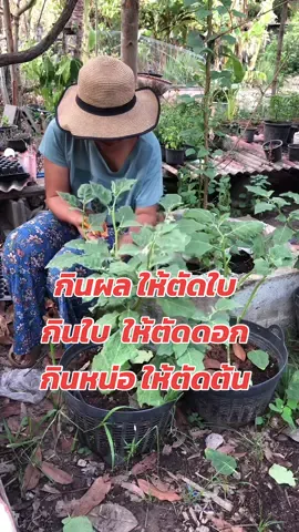 กินผลให้ตัดใบ กินใบให้ตัดดอก กินหน่อให้ตัดต้น คือเป็นเรื่องจริง ทำแล้วได้ผลดั้งคำกล่าว ขอบคุณคนโบราณที่สอนกันมา #กินผลให้ตัดใบ  #กินลูกให้ตัดใบ #กินใบตัดดอก #กินหน่อถอนต้น #คําโบราณเชื่อใว้ไม่เสียหาย #ผักผลไม้ #การดูแล #การปลูกผัก #ป้าก้อยออแกนิค #เกษตรกร #เกษตรผสมผสาน #เกษตรยุคใหม่ #เกษตรพอเพียง 