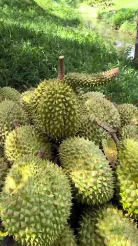 dapat durian bentuknya aneh🤔 #durian #fruit  #buahdurian