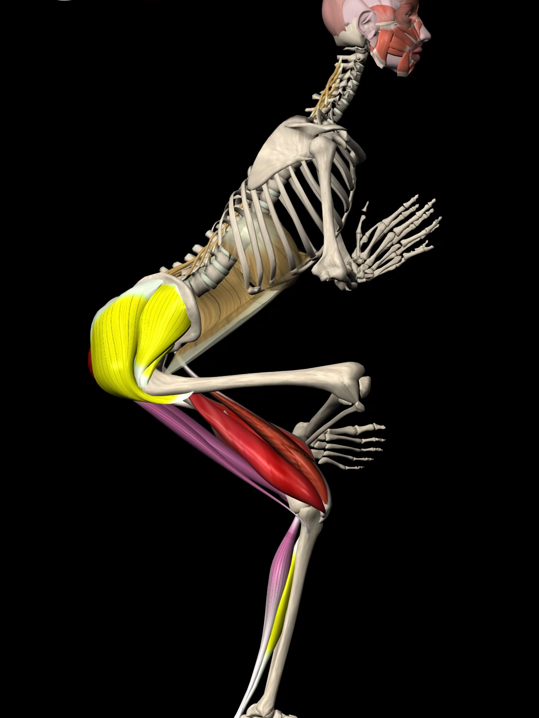 Struggling with balance in your one-legged chair pose? 🧘‍♂️💫  You're not alone. Many face challenges with stability and finding that sweet spot of balance. But, fear not! Here are some tailored solutions to help you master this pose: 1️⃣ Wall Support: Lean against a wall to find stability, then gradually move away as you gain confidence. 2️⃣ Elevated Sit: Start sitting on a chair with cushions, and practice standing on one leg. 3️⃣ Chair Assistance: Use a chair for support, focusing on reducing reliance over time. Want to understand and not just perform yoga exercises? Check out the Muscle and Motion YOGA APP, link in the bio! 📷 #YogaJourney #utkatasana #BalanceAndStrength #YogaTips #YogaLife #Balance #strengthtraining #muscleandmotion