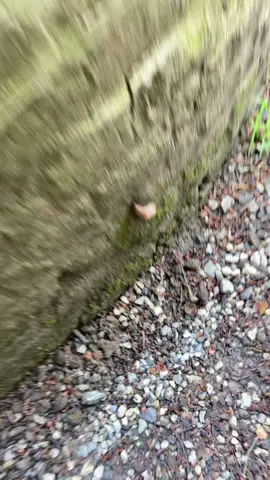 #trending #fyp #pourtoi #viral #foryou #limace 