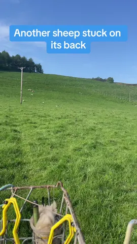 Helping out a sheep stuck on its back with some information on why this happens #LearnOnTikTok #EduTok #themoreyouknow #sheep #fyp #foryou 