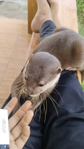 si joni yang pinter  #otter #binatanglucu #gemes #berangberang #sero #pinter #jinak #bonding #pecintahewan #fypシ゚viral #fyp #fyppppppppppppppppppppppp 