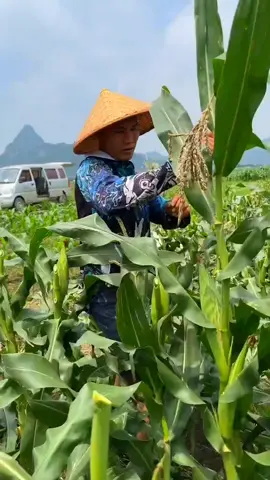 sweet corn 🌽 #graps #china #plants #vegitables #agriculture #farmlife #machine #foryou 