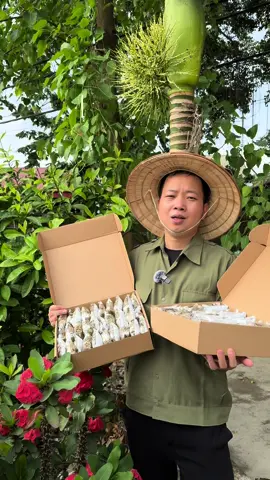 Mua 1 tặng 1 tổng nhận 2 hộp 60 gói #lanam10vi #tralanam #thaidoc #thaoduoczone #dcgr 