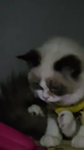 Hp terosss🤣🤣#kucinglucu #kucingtiktok #kucing #kucinggemoy #blueeyes #kucinggembul #kucinggemes 