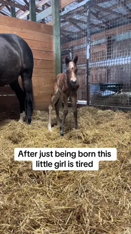 Well that’s one way to do it 😂 #foal #audiandandi #foalsoftiktok #foalsof2024 #horsetok #usa #funny #babyhorse 