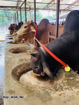 #bigcow #day_with_me #daywithme #qurbani #2024 #chittagong #deshal #cattleexpo #qurbani #viral #pagla #hamba #expo #cow #eating 