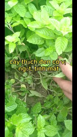 cây thạch đen #LearnOnTikTok #reviewanngon #ancungtiktok #kinhdoanh #kinhdoanhonline #chuabenh #nauan #thachden #suongsao #thachdentrangdinh