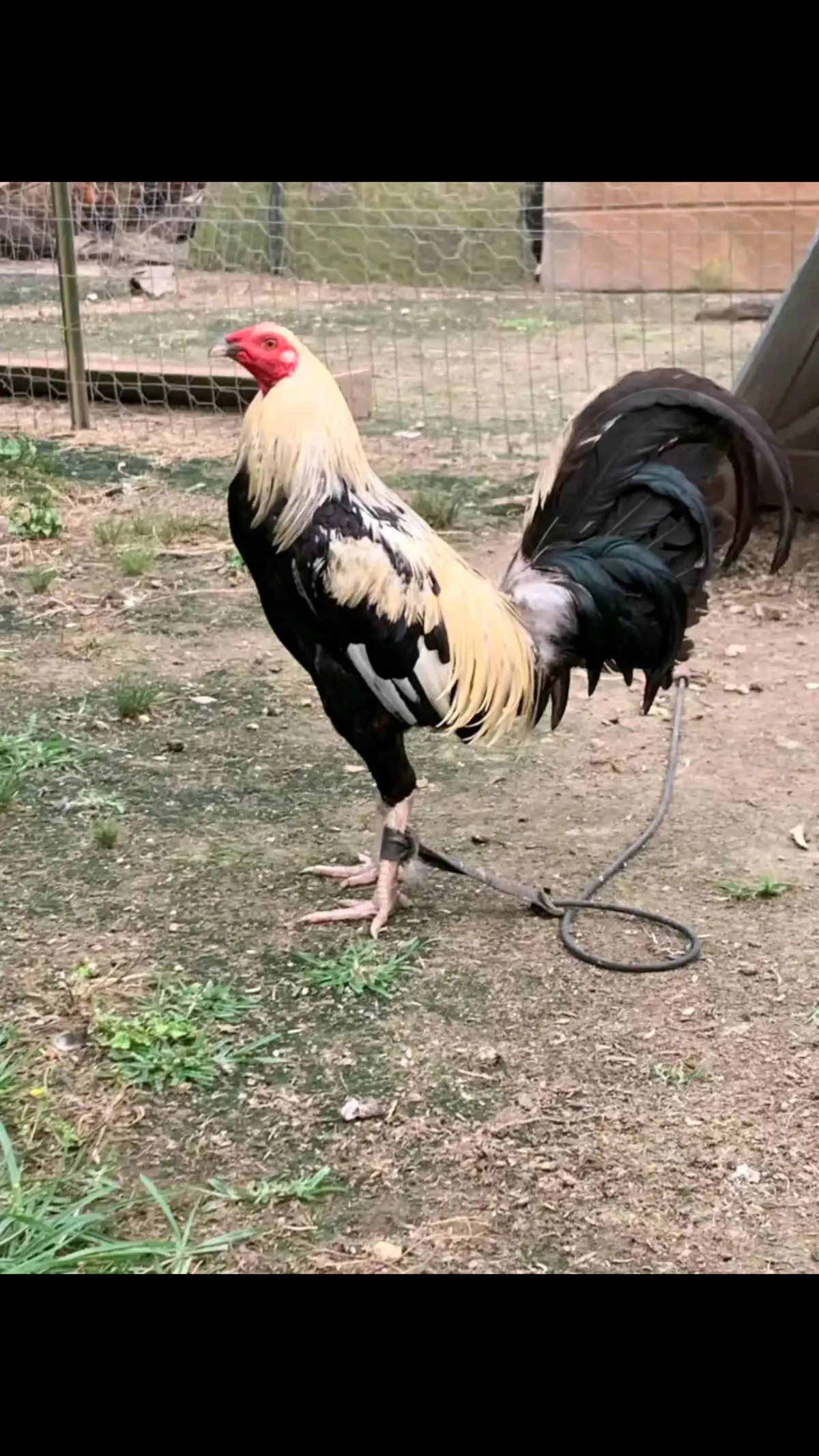 Joe Goode Grey Roster available for sale