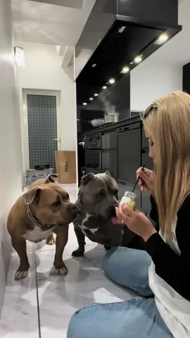 ワンちゃんも食べれるプリン🍮 #americanbully #bully #dog #dogs #doglife #doglove #doglover  #dogsoftiktok #pet #PetsOfTikTok  #ticdog #ticdogs #dogtok  #アメリカンブリー #ブリー #犬 #いぬ #イッヌ #犬のいる生活 #愛犬 #犬好き #犬好きと繋がりたい 