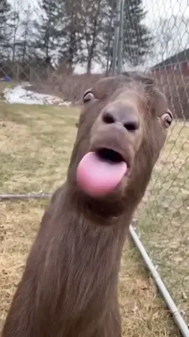 crazy BLE BLE goat daily (day 4) #crzy #crazy #goat₩ #goat #crazygoat #dailygoat #daily #day #ble #funn #funny #funnyvideos #cute #sexy #sexygoat #goatrizz #meme #memes