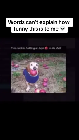 This dock is holding an April in its melt #laughs4one #dogs #fypシ゚viral 