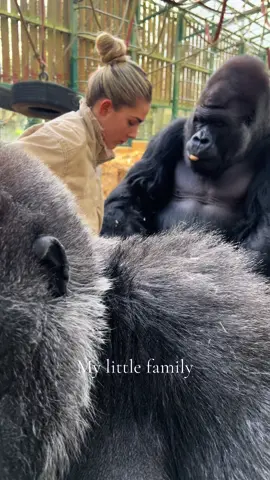 #foryou #foru #foryoupage #foryourpage #forupage #gorillatag #gorilla #animals #viral #fyppppppppppppppppppppppp 