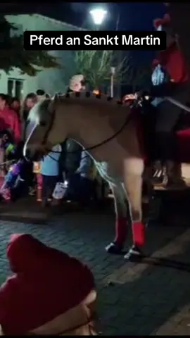 Langer Zügel, der Kopf hängt.. auf das Pony ist einfach immer verlass ❤️✨ #pferd #pony #sanktmartin #fjordpferd #norweger 