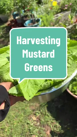 #harvest #harvesting #growfood #mustardgreens #mustard #fyp #gardentok 