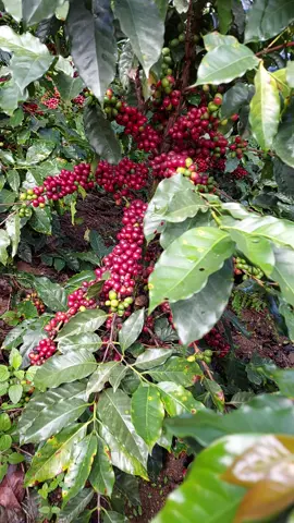#cafe #lonyagrande #amazonas #peru #guatemala🇬🇹viral #panama #colombia #brasil #honduras #vietnam #etiopiantiktok🇪🇹 #indiantiktok #mexico #costarica #foryou #agricultor#viral #amigo #cubas #fonseca 