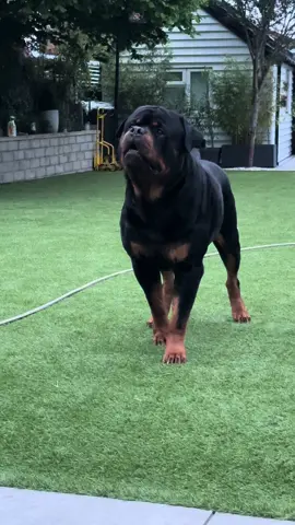 #bigdog  #bigdogs  #doglover  #doglove  #dogogtiktok  #rottweiler  #rottweilersoftiktok  #dogoftiktok  