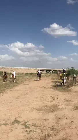 #الفرس #شاهينه #الخيول #العربي #الصيل @﮼نظير ﮼الجبوري @يحيى العبيدي @عبدالله الدوري 