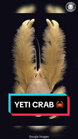 Yeti Crab 🦀 The Hairy Crab! #yeticrab #crab #crabs #sealife #oceanlife #wildlife 