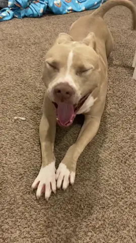 Awooo! #dogs #dogsoftiktok #pitbull 