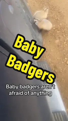 #farmtok #babybadger#rurallife 