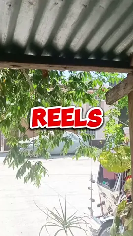 Nakatanggap ng star🤣 #kumedyantenghilaw  #funnyvideos  #tiktok  #millionviews #fypシ゚viral  #star 