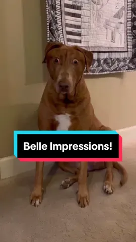 Classic Belle impressions! She is so talented. #fy #fyl #fypage #dogsoftiktok #bellebows