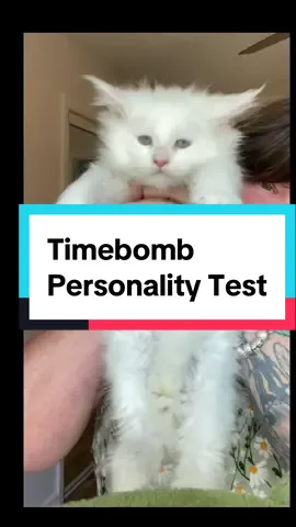 Personaility assesment for Timebomb at 8 Weeks old. Hims is sweeeeeeet #mainecoonkitten #whitecat #kittensoftiktok #luxurypet #classy #sassy #personalitytest 