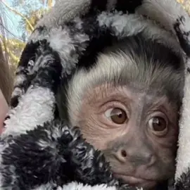 não se esqueça de mim...#voltavida #silvannosalles #ex #macaquinho 