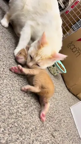 The mother cat took the baby in this way and did not let the baby play 🤣🤣🤣😍😍😍🐈🐈❤️❤️#cutcat 