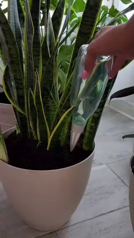 It feels like I haven't had much time for my plants lately, but now I can add water to my @Cowbellplant set it, and forget it for up to two weeks. Perfect for summer vacation!