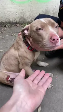 We are no stranger to helping neglected or injured dogs in need. Even so, the condition of this recent stray has shocked us. At some point, this dog suffered severe trauma to both rear legs. This trauma went untreated for so long, his right rear leg went necrotic and almost SKELETONIZED below the knee.  We can't imagine the suffering this dog endured or how he survived so long with such a severe injury. Despite how neglected and painful he must be, you can see how absolutely sweet and precious he is!  #animalcontrol #clestrays #acolife #animalcontrolproblems #straysdogs #saveoftheday #adoptdontshop #animalrescue #wedontdeservedogs 