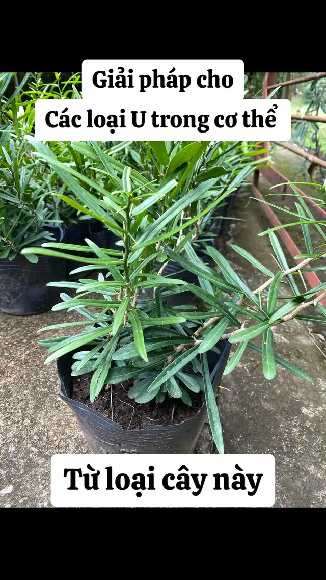 Có ai biết cây này không ạ #sức_khỏe_là_vàng #khoẻđẹpmỗingày #sứckhoẻ 