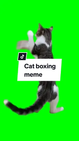 #CapCut Cat boxing meme Part 2 (Green Screen)😹😹 #cat #catsoftiktok #catlovers #cats #boxing #memecat #meme2024 #memestiktok #memepage #template #greenscreen #greenscreentemplate #freefirememe #greenscreenvideo 