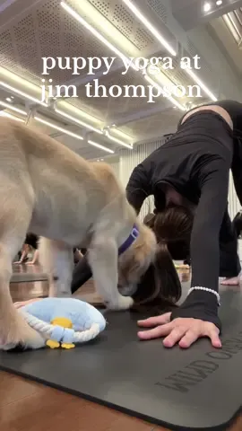 puppy yoga at jim thomson ✨🤍 perfect morning be like thiss | เล่นโยคะกับน้องงง ที่ตอนจบคือไม่เล่นแล้วโยคะเล่นกับน้องอย่างเดียว🐶🤣 #jimthompson #puppyyogabkk #jimthompsonthemoonlighthall #โยคะกับน้องหมา #puppyyoga 